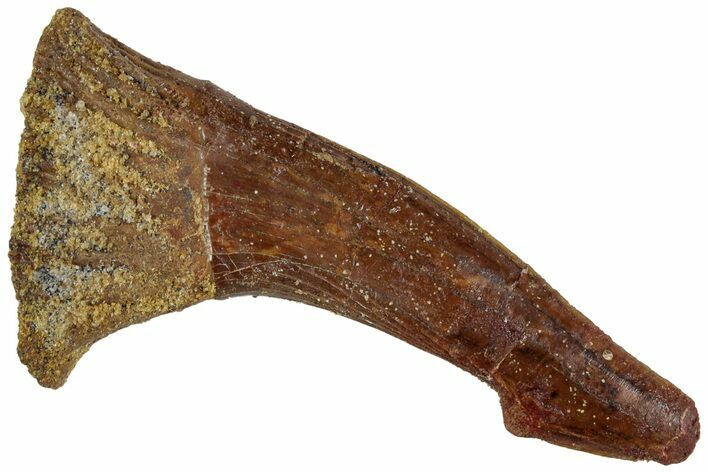 Fossil Sawfish (Onchopristis) Rostral Barb - Morocco #230987